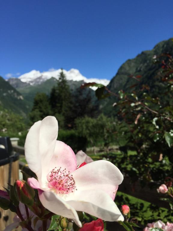 Tre Alberi Liberi Bed and Breakfast Alagna Valsesia Buitenkant foto